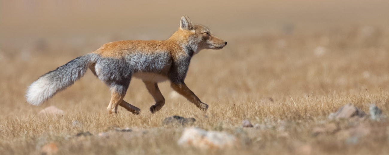 tibetan fox